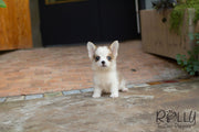 Rolly Teacup Puppies Hugo - Corgi.