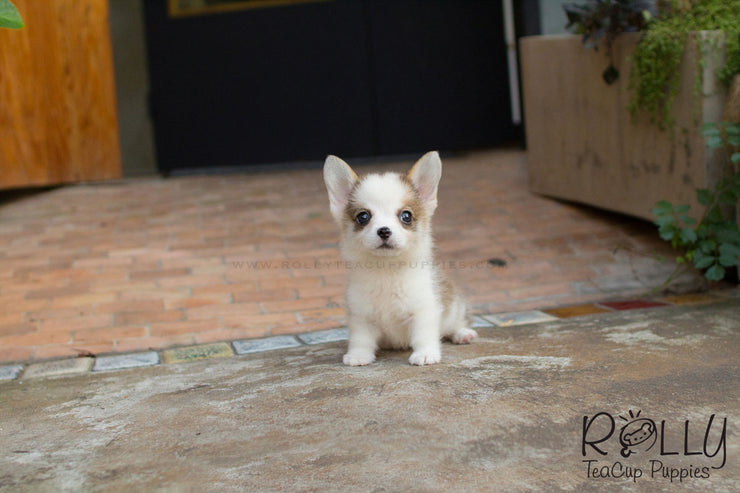 Rolly Teacup Puppies Hugo - Corgi.