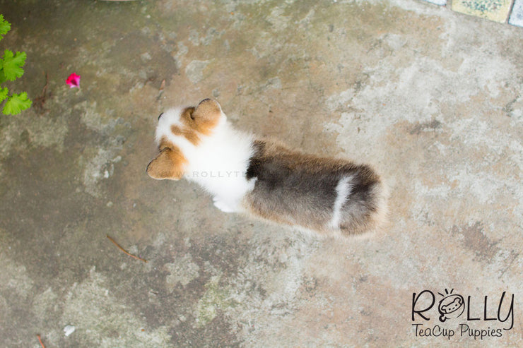 Rolly Teacup Puppies Hugo - Corgi.