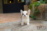 Rolly Teacup Puppies Hugo - Corgi.