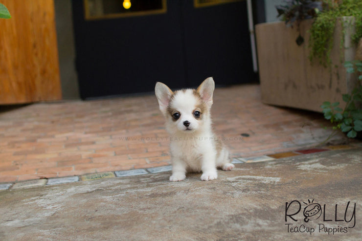Rolly Teacup Puppies Hugo - Corgi.