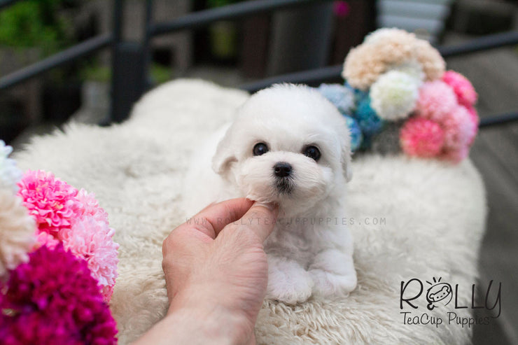Rolly Teacup Puppies Cotton - Bichon Frise.