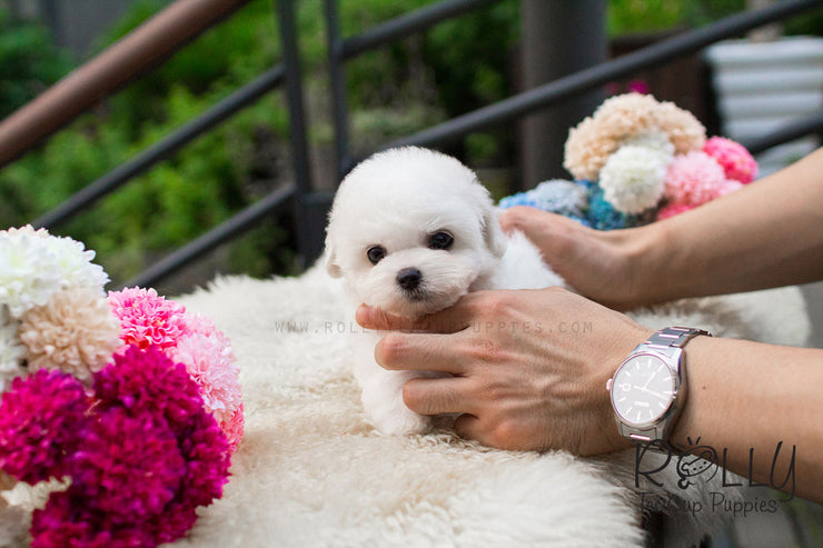 Rolly Teacup Puppies Cotton - Bichon Frise.