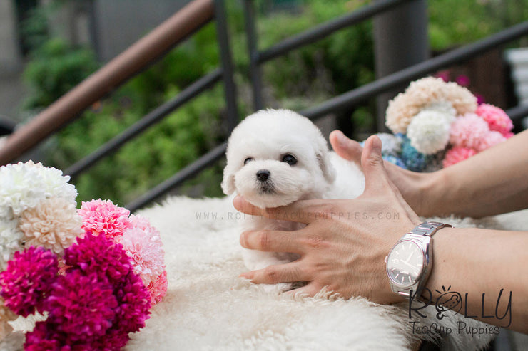 Rolly Teacup Puppies Cotton - Bichon Frise.