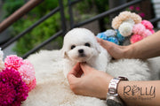 Rolly Teacup Puppies Cotton - Bichon Frise.
