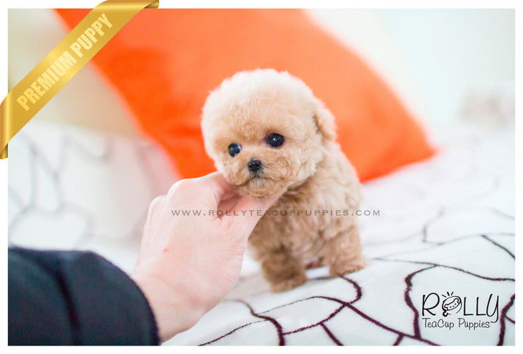 Rolly Teacup Puppies Chloe - Poodle.