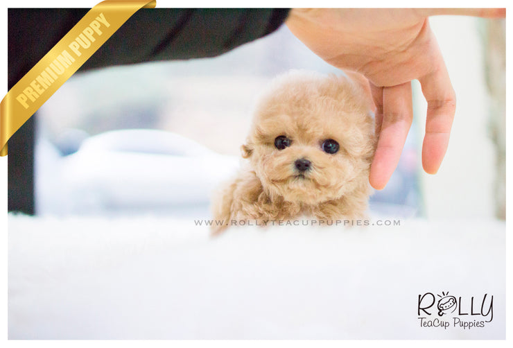 Rolly Teacup Puppies Chloe - Poodle.