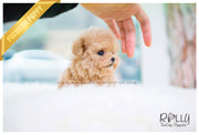 Rolly Teacup Puppies Chloe - Poodle.