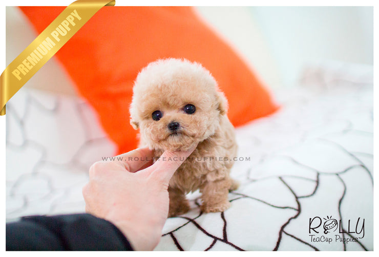 Rolly Teacup Puppies Chloe - Poodle.