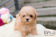 Rolly Teacup Puppies Chloe - Poodle.