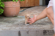 Rolly Teacup Puppies Belle - Poodle.