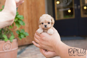 Rolly Teacup Puppies Belle - Poodle.