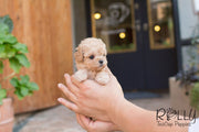Rolly Teacup Puppies Belle - Poodle.