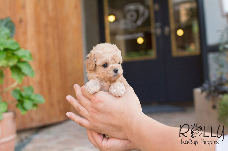 Rolly Teacup Puppies Belle - Poodle.