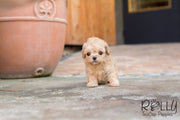 Rolly Teacup Puppies Belle - Poodle.