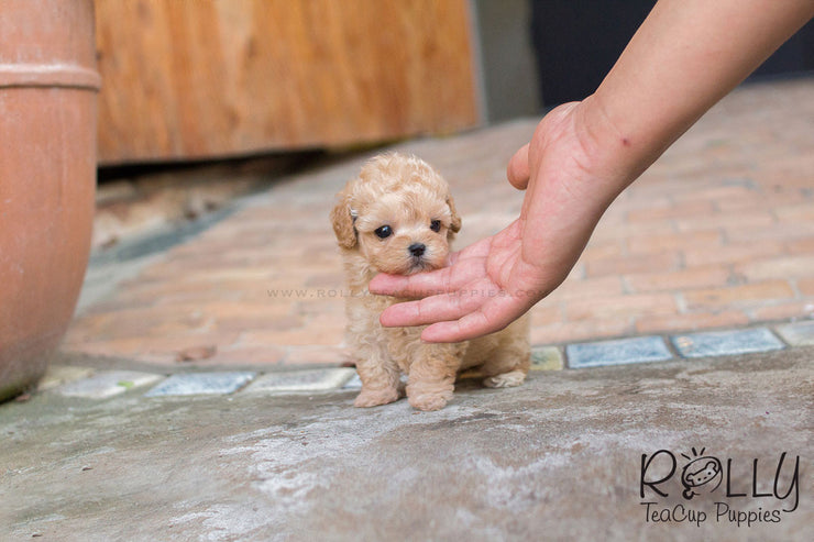 Rolly Teacup Puppies Belle - Poodle.