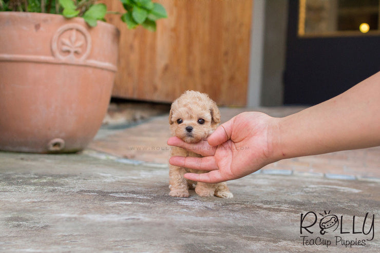 Rolly Teacup Puppies Belle - Poodle.