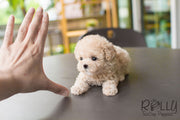 Rolly Teacup Puppies Creme - Poodle.