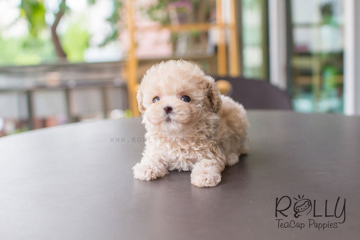 Rolly Teacup Puppies Creme - Poodle.