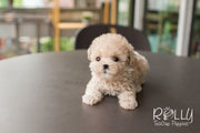 Rolly Teacup Puppies Creme - Poodle.