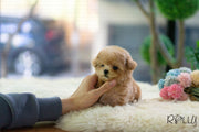 Rolly Teacup Puppies (Purchased by Mubarak)Croissant - Poodle. F.