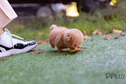 Rolly Teacup Puppies (Purchased by Mubarak)Croissant - Poodle. F.
