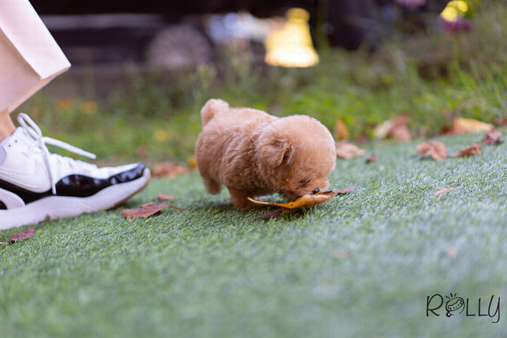 Rolly Teacup Puppies (Purchased by Mubarak)Croissant - Poodle. F.