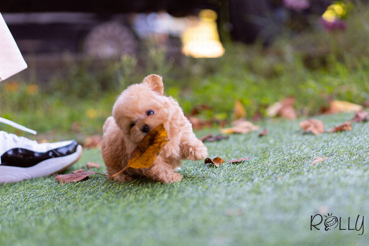 Rolly Teacup Puppies (Purchased by Mubarak)Croissant - Poodle. F.