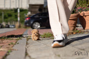 Rolly Teacup Puppies (Purchased by Mubarak)Croissant - Poodle. F.