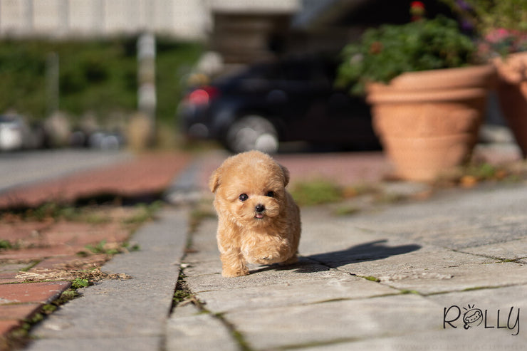 Rolly Teacup Puppies (Purchased by Mubarak)Croissant - Poodle. F.