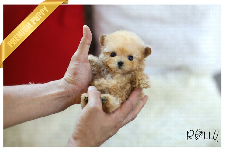 Rolly Teacup Puppies (Purchased by Garnier) Cupcake - Poodle. F.