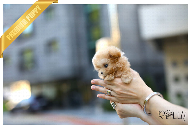 Rolly Teacup Puppies (Purchased by Garnier) Cupcake - Poodle. F.