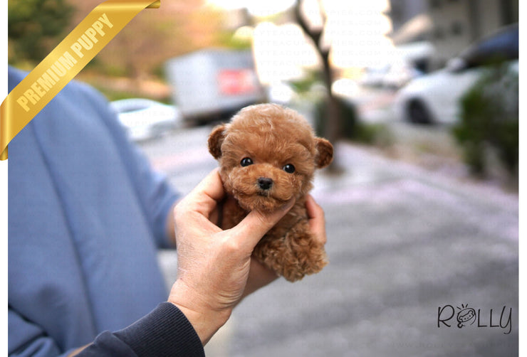 Rolly Teacup Puppies (Purchased by Mason) NIKKI - Poodle. F.