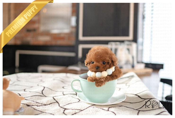 Rolly Teacup Puppies DONUT - FEMALE (PURCHASED by KING).