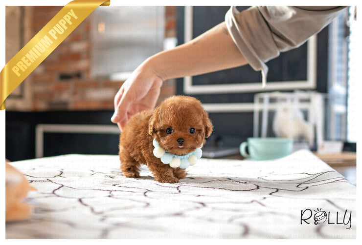 Rolly Teacup Puppies DONUT - FEMALE (PURCHASED by KING).