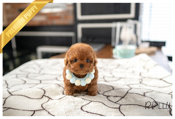 Rolly Teacup Puppies DONUT - FEMALE (PURCHASED by KING).