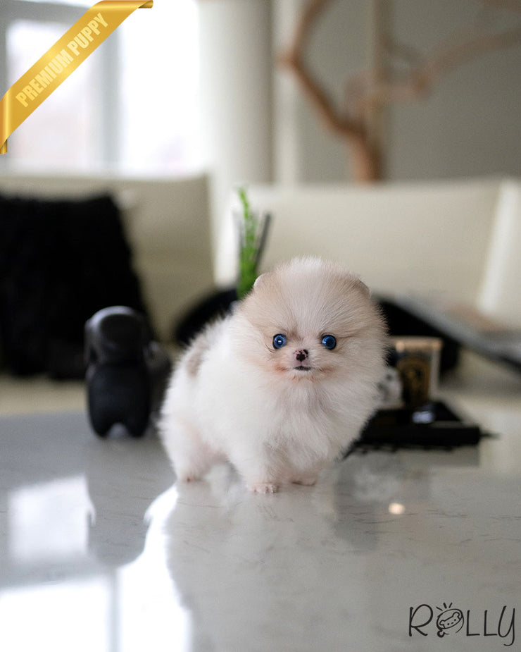 DUG - MALE (PURCHASED by MENDIVIL)