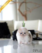 DUG - MALE (PURCHASED by MENDIVIL)