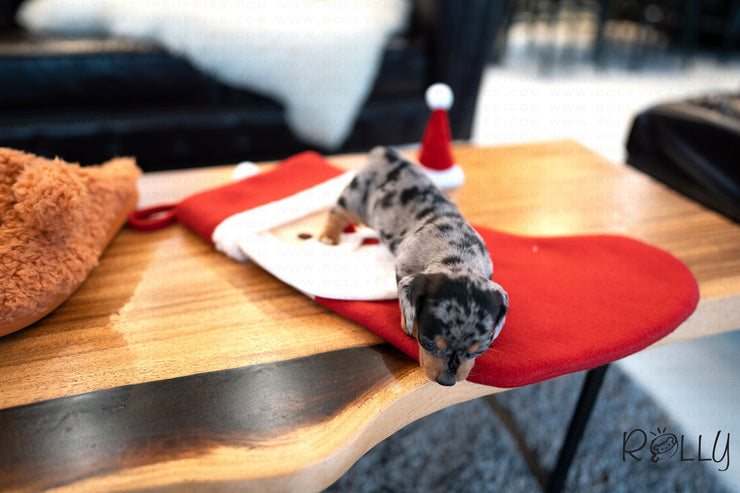 Rolly Teacup Puppies (PURCHASED by Hadjitofi) JESSIE - Dachshund. F.