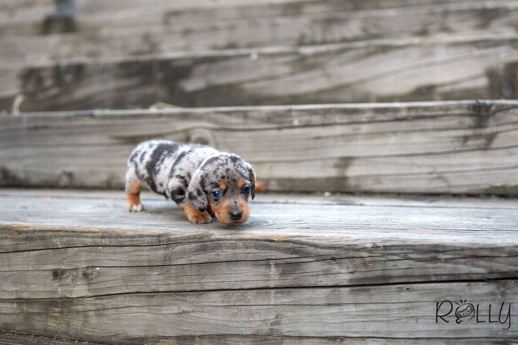 Rolly Teacup Puppies (PURCHASED by Dell) JACKSON - Dachshund. M.