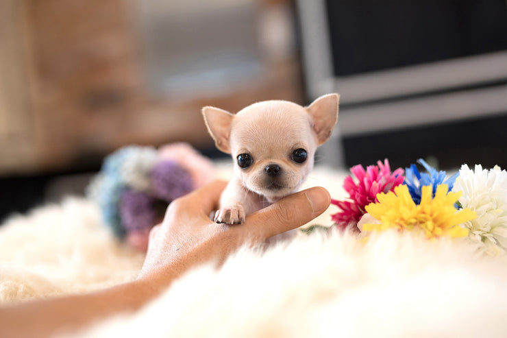 Rolly Teacup Puppies (Purchased by Dian) Daisy - Chihuahua. F.