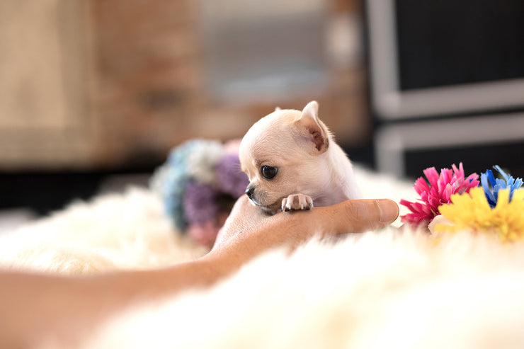 Rolly Teacup Puppies (Purchased by Dian) Daisy - Chihuahua. F.