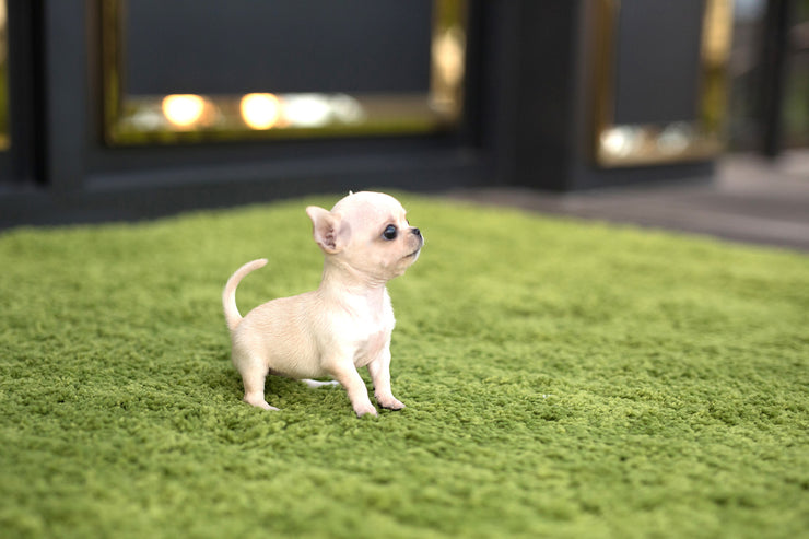 Rolly Teacup Puppies (Purchased by Dian) Daisy - Chihuahua. F.