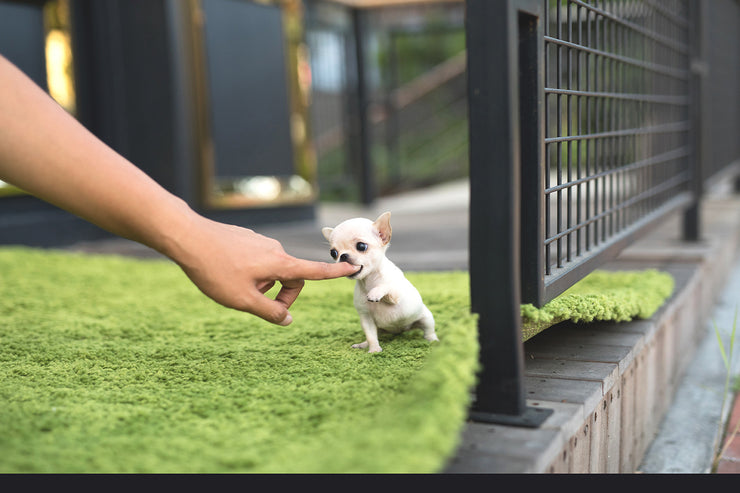 Rolly Teacup Puppies (Purchased by Dian) Daisy - Chihuahua. F.