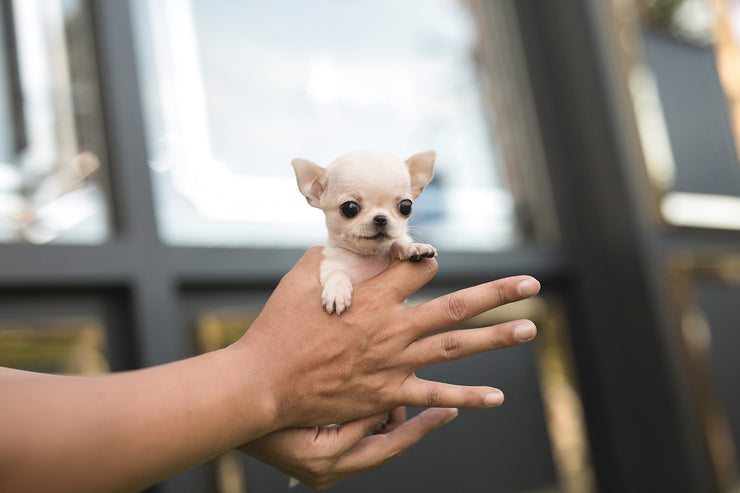Rolly Teacup Puppies (Purchased by Dian) Daisy - Chihuahua. F.