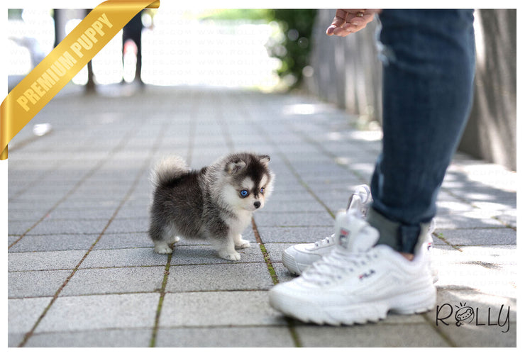 Rolly Teacup Puppies (Purchased by Aleska) Denali - Pomsky. F.