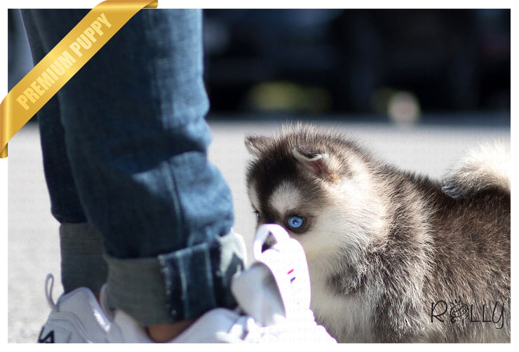 Rolly Teacup Puppies (Purchased by Aleska) Denali - Pomsky. F.