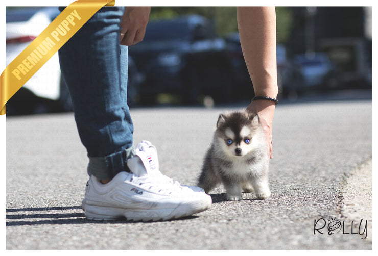 Rolly Teacup Puppies (Purchased by Aleska) Denali - Pomsky. F.