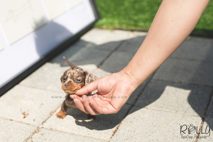 Rolly Teacup Puppies (SOLD to Wonner) Dexter - Dachshund. M.