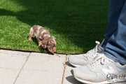 Rolly Teacup Puppies (SOLD to Wonner) Dexter - Dachshund. M.